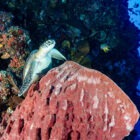 Indonesie Bunaken