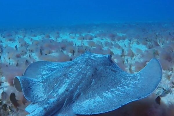 ad cabo verde 8